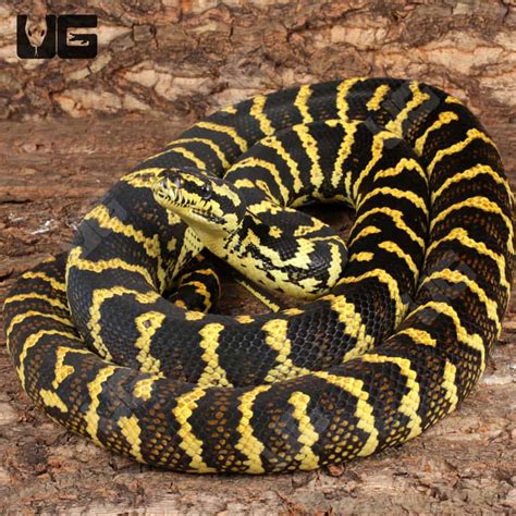 Toradh íomhá ar Jungle Carpet Python Decor