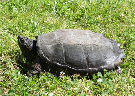 Image result for Snapping Turtles