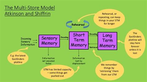 Image result for Multi-Store Memory Model Diagram