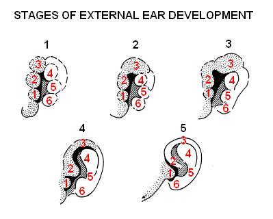 Image result for Inner Ear Embryo Development