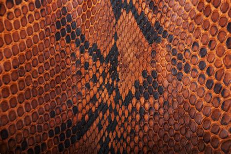 Image result for Python Skin Wall Decoration