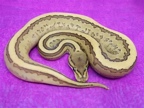 Afbeeldingsresultaten voor Leopard Lesser Ball Python