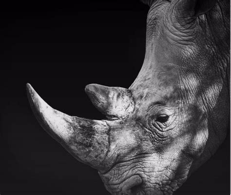 Afbeeldingsresultaten voor Siglo If Java