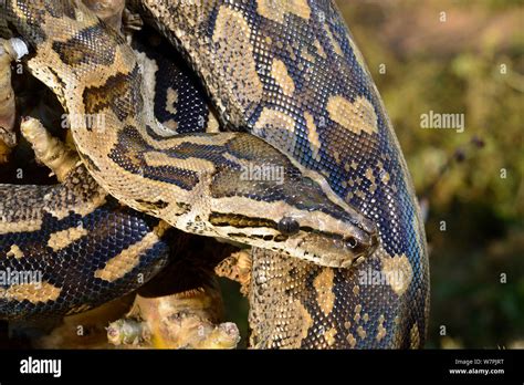 Image result for African Python