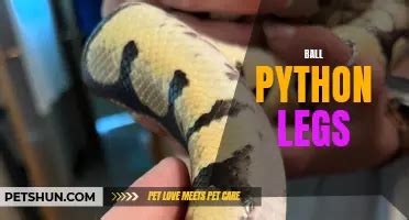 Image result for Ball Python Body Shape