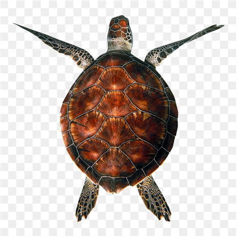 Top View Turtle Shape కోసం చిత్ర ఫలితం