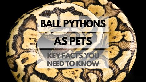 Image result for Python Pet Colors