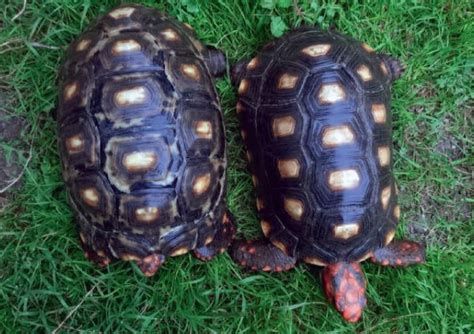 Afbeeldingsresultaten voor Red-footed Tortoise Shell Rot