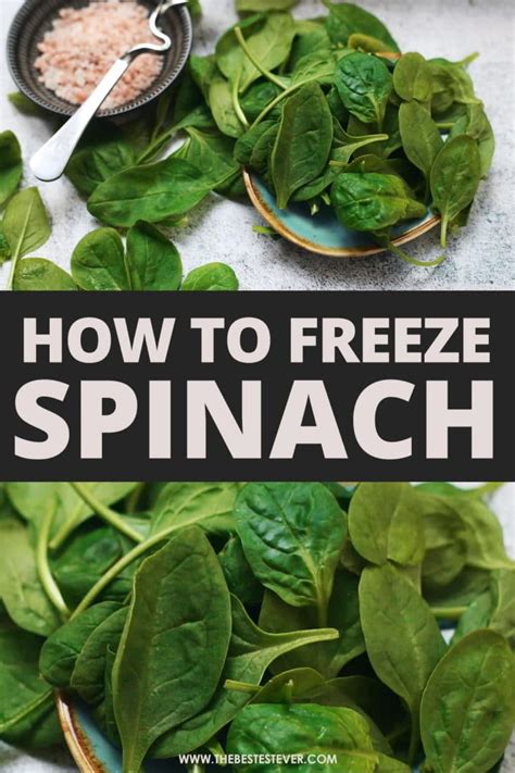 Image result for How to Freeze Spinach Leaves