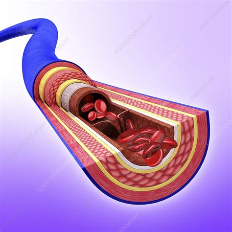 Image result for Vein Simple Plan Diagram Transverse Microscope