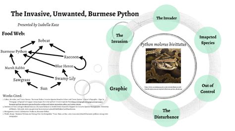 Image result for Burmese Python Food Chain