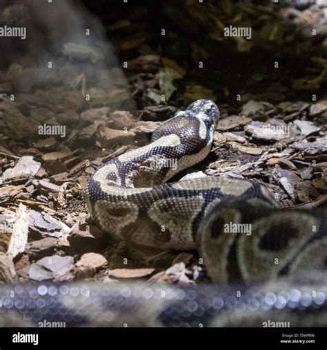 Image result for Royal Python in the Wild