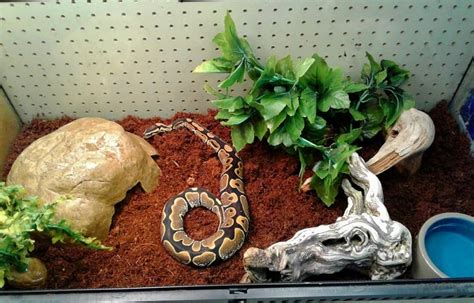 Image result for Ball Python Beeding Set Up