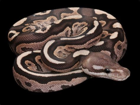 FireMon Ball Python に対する画像結果