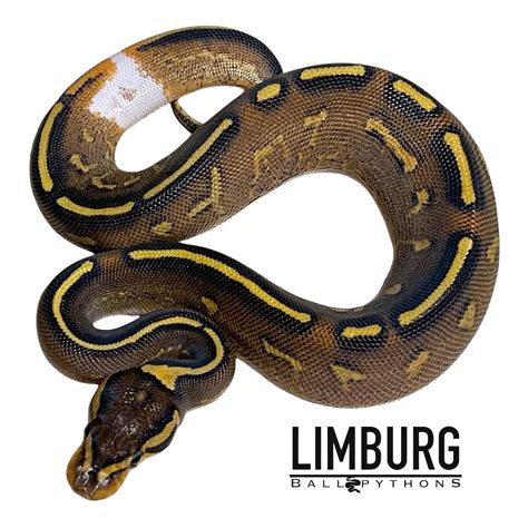 Toradh íomhá ar Python Ringer