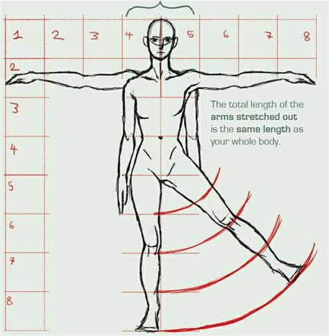 Afbeeldingsresultaten voor Proportion Anatomie Corps Humain