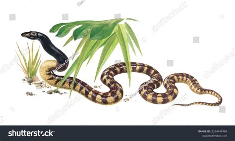 Black-headed Python Drawing に対する画像結果