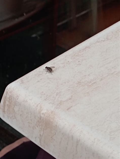 Afbeeldingsresultaten voor Flying Zebra Fabric