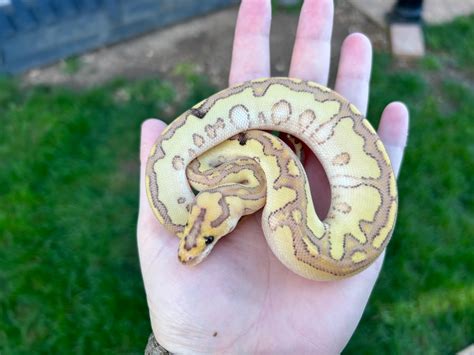 Image result for Butter Fire Ball Python