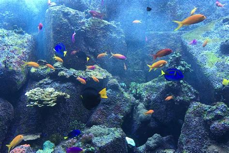 Prise Programmable Leroy Merlin に対する画像結果