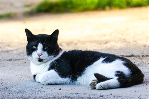 Image result for Splinter Warrior Cats