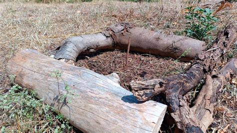 Image result for Fig Tree Software Evolution