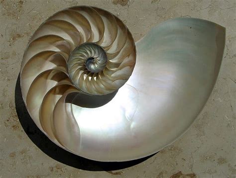 Image result for Most Rare Sea Shells