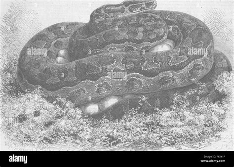 Image result for London Zoo Python