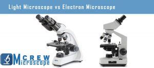 Light Microscope vs Electron Microscope Cells に対する画像結果