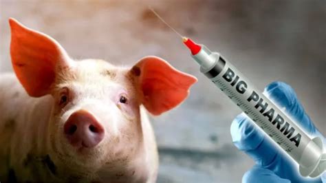 mRNA Testing On Animals に対する画像結果