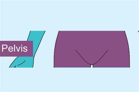 Résultat d’images pour Pelvis 2