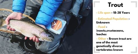 Image result for Random Name Picker Fish