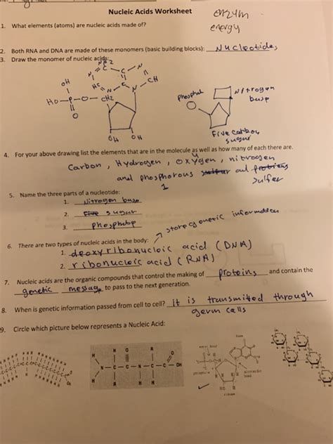 Image result for Nucleic Acids Worksheet Answer Key