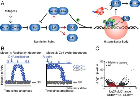 Toradh íomhá ar Histone Modification Cell Division