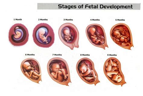 Image result for Fetal Development Month 1