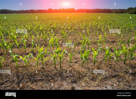 Image result for Planted Corn Field