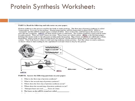 Toradh íomhá ar Protein Synthesis Worksheet Answer Key Back
