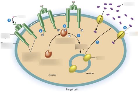 Image result for Insulin Signaling Pathway Diagram