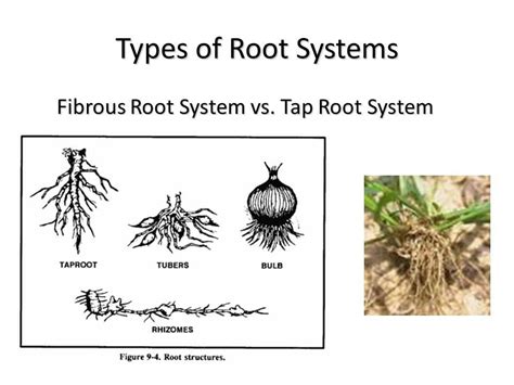 Toradh íomhá ar Top Root System