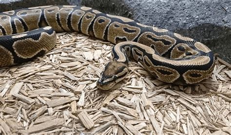 Image result for Aanthic Ball Python