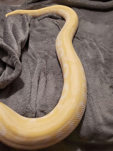 Ball Python Constipated に対する画像結果