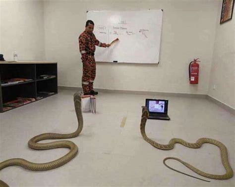 Image result for Man Teaching Python