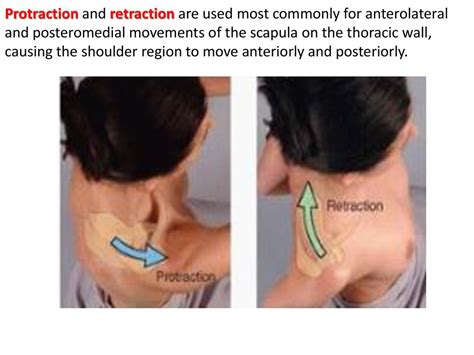 Image result for Protraction Movement