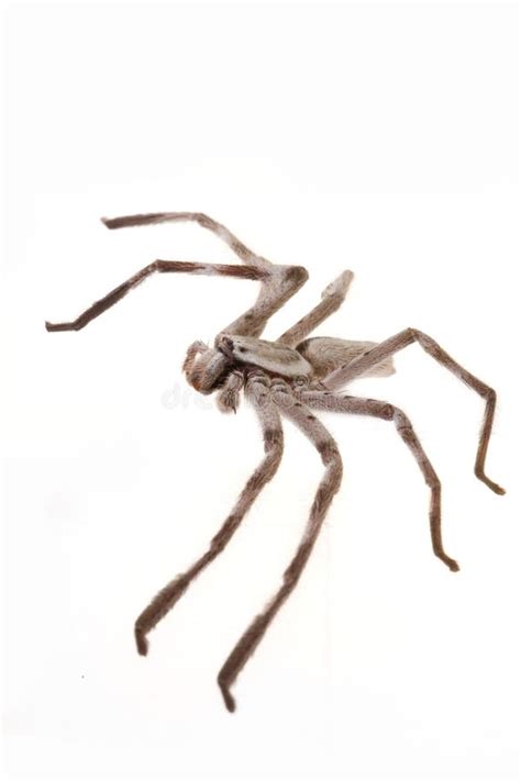 Image result for Huntsman Spider Arizona