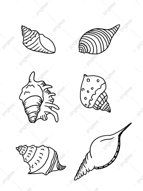 Image result for Shell Line Drawing Simple