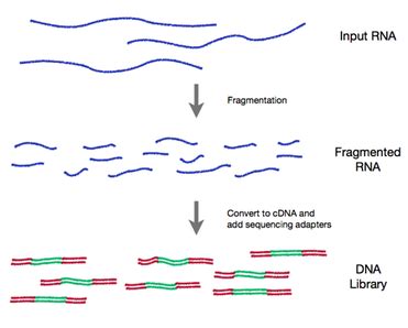 Image result for DNA/RNA Transcriptome Image