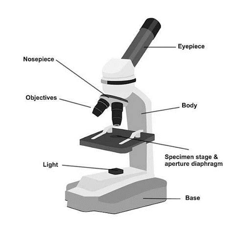 Image result for Simple Compound Microscope
