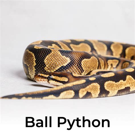 Ball Python Sleep に対する画像結果