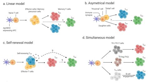 Toradh íomhá ar Effector T Cells