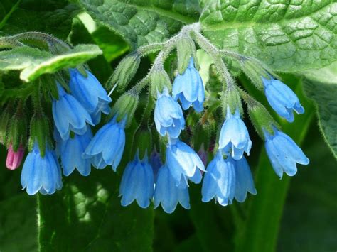 Image result for Early Comfrey Plant